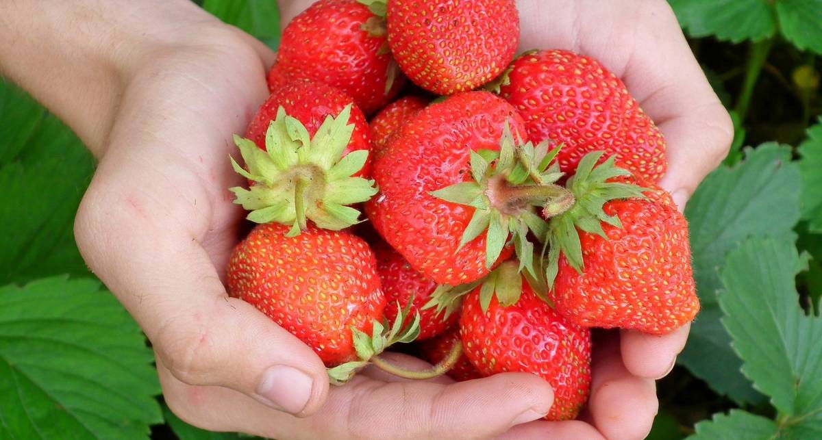 Побаловаться клубничкой: ТОП свойств первой летней ягоды
