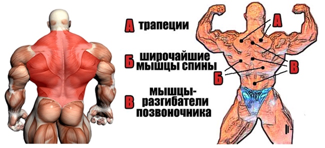 Анатомия спины