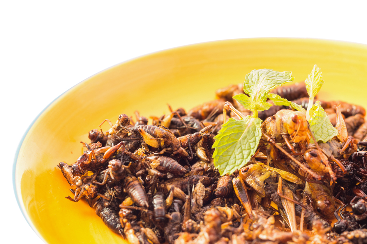 
                        
                            
                                            5 насекомых, которые могут оказаться в твоей тарелке 
                            
                        
                        