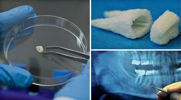 
        
            Зубы здорового человека: что мы знаем о стоматологии будущего
        
        
            
                
            
        
    